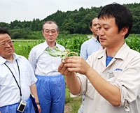 牛久は、日本およびアジアの作物に関する重要な役割を担っている（キャベツの試験ほ場で）
