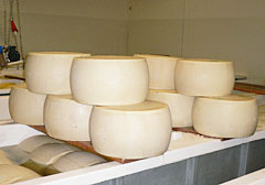 イタリアの原産地証明チーズ・パルミジャーノ・レッジャーノ（これから２年間の熟成が始まる）