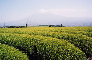富士山が見える静岡の茶畑