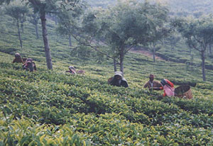 インド・ニルギリの茶摘み風景
