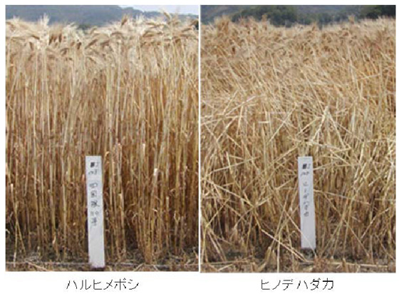 硝子率が低く、精麦白度が高い裸麦「ハルヒメボシ」