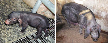 体細胞クローン豚「ゼナ」の誕生時（左・体重1.2kg）と９歳時（右・体重約180kg）