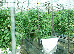 トマト一段密植養液栽培（旧センターほ場で）