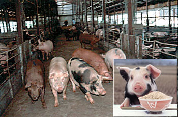 生活クラブでは、餌の自給率向上や地域の環境、農地の保全をめざして、減反田を利用した飼料米を豚に与えている
