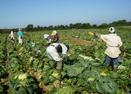 ＪＡ秋田しんせい管内では今月、加工・業務用野菜の収穫・出荷が行われている