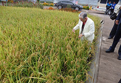 稲作の試験ほ場で水稲の状況をみる佐藤会長
