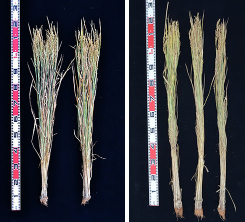 「オオナリ」の草姿（左がオオナリ、右はタカナリ）、「とよめき」の稲株（左から、とよめき、コシヒカリ、ひとめぼれ）