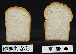 食パン比較および穂、粒の比較（左から夏黄金、ゆきちから、銀河のちから、ナンブコムギ）いずれも農研機構東北農業研究センター提供