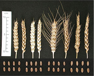食パン比較および穂、粒の比較（左から夏黄金、ゆきちから、銀河のちから、ナンブコムギ）いずれも農研機構東北農業研究センター提供