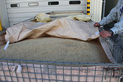 昨年より2.5倍となった飼料用米生産
