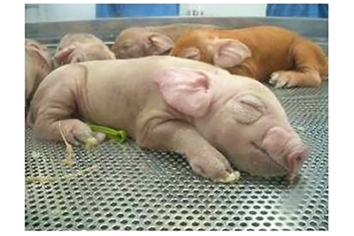 家畜改良センター宮崎牧場のデュロック種系統豚ユメサクラエース（写真提供、同センター）