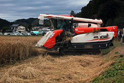 立毛乾燥の飼料用稲の刈取り（12月16日、矢祭町で）