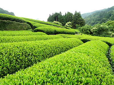 人吉球磨は県内最大のお茶の産地。銘茶として全国的に有名だ