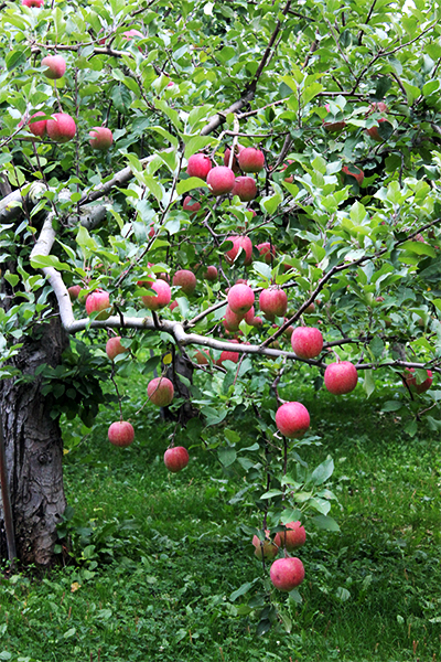 りんごの樹
