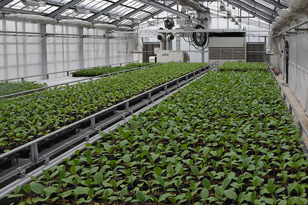 発芽室から苗育成温室を備えた苗生産センター