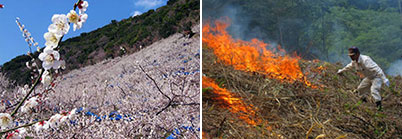 和歌山県の梅林風景、宮崎県の焼畑