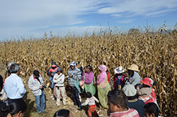 トウモロコシ畑で農場主の指示を受ける先住民の労働者