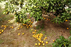 果樹カメムシ類の吸汁被害を受け落果した温州ミカン果実