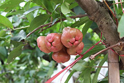 台湾でメジャーな果物レンブ
