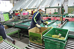 輸出向けパイナップル包装工場