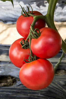 長期栽培に向く大玉・多収が魅力のトマト「桃太郎ネクスト」