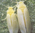 トマト黄化葉巻病の媒介昆虫　シルバーリーフコナジラミ