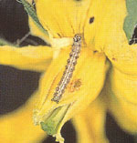 トマトの花らいを食害するオオタバコガの若齢幼虫