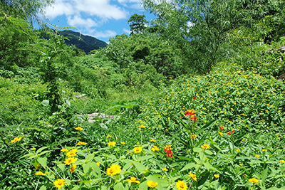 花卉遺伝資源が豊富なメキシコの風景