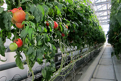 次世代型高度環境制御ハウスでのトマト溶液栽培