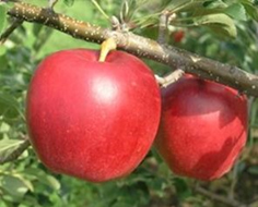 高温に強いリンゴ「紅みのり」　農研機構