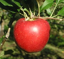 高温に強いリンゴ「錦秋」　農研機構