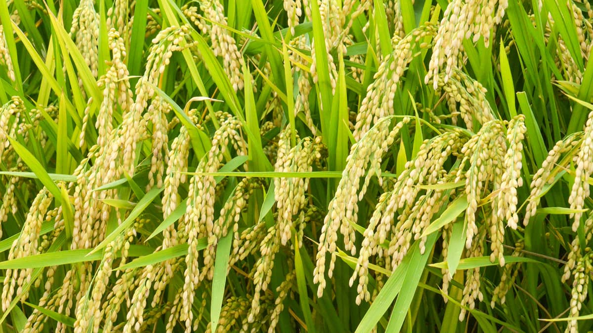 スーパーでの米価　5kg3873円　前週比▲60円