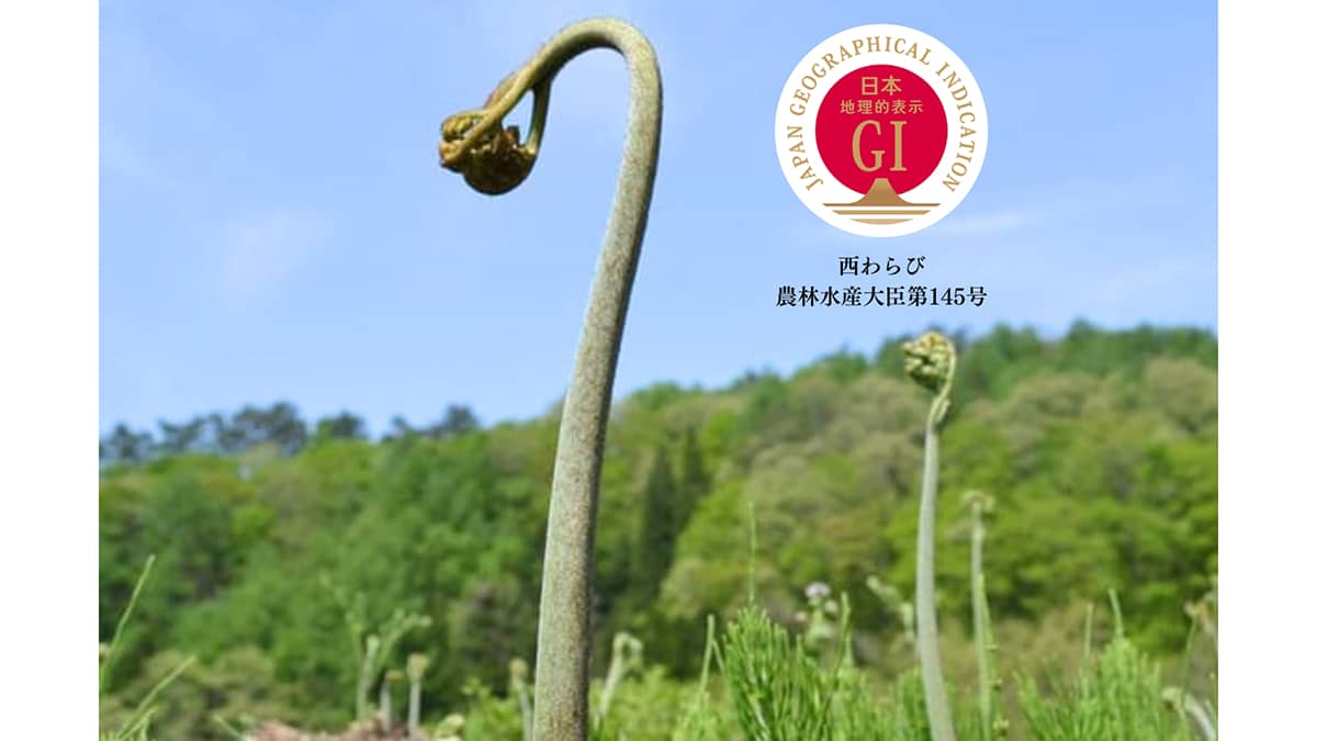 雪解けの恵み、日本初の山菜GI「西わらび」予約受付開始　岩手県西和賀町