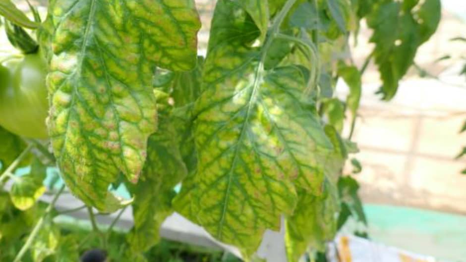 【特殊報】トマト黄化病　県内で発生を初めて確認　広島県