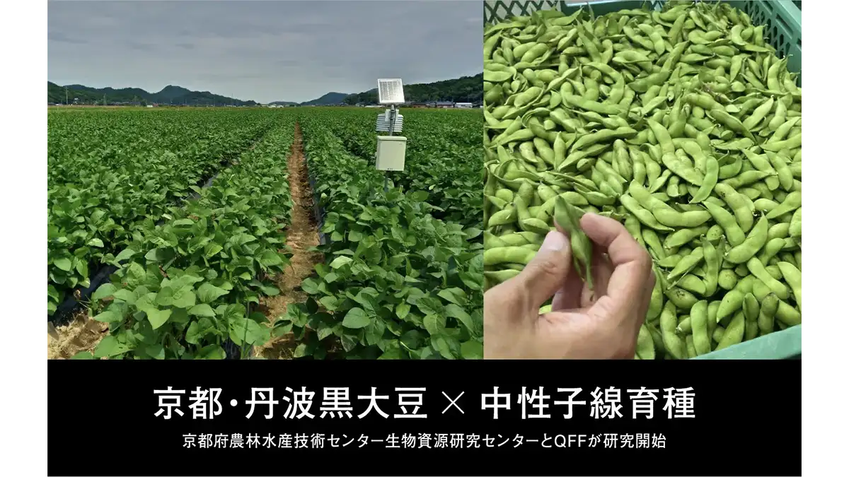 京都府農林水産技術センター生物資源研究センターと「丹波黒大豆」研究開始　QFF