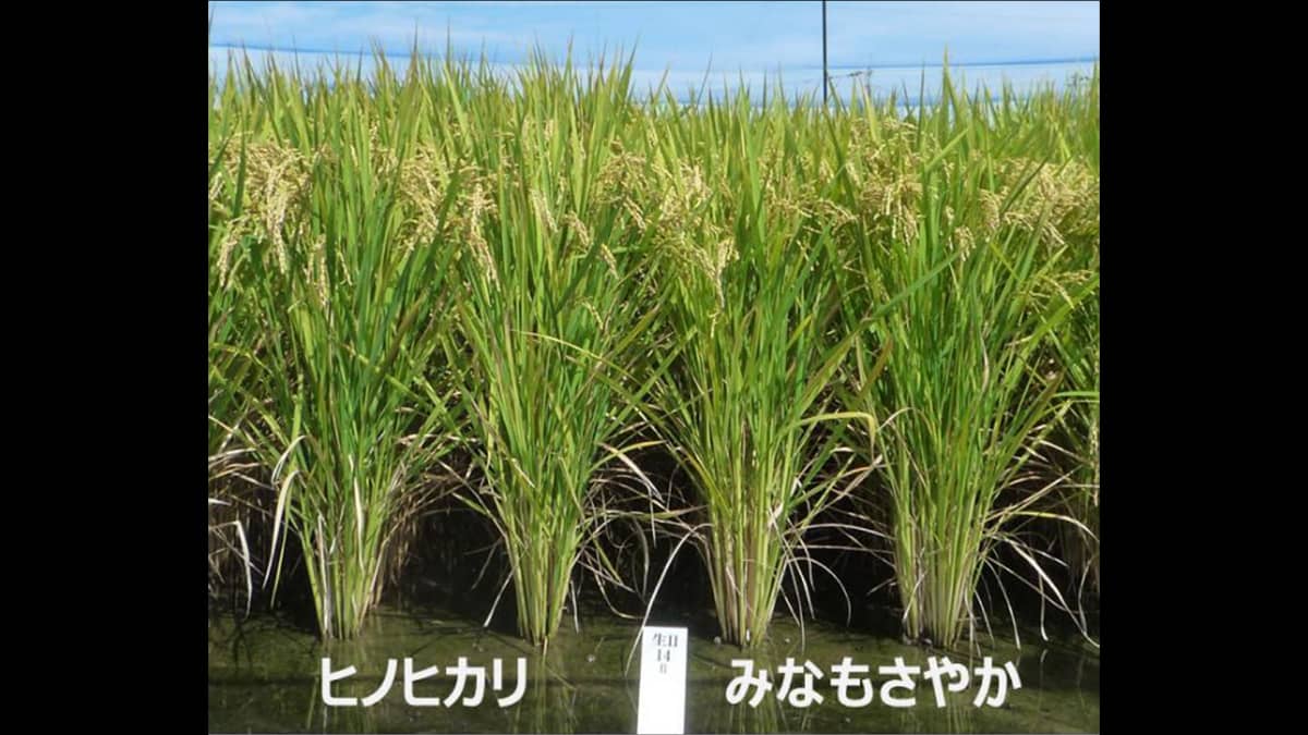 高温登熟性・多収・病害に強い　良食味水稲新品種「みなもさやか」育成　農研機構