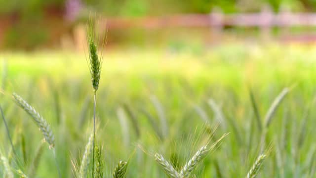 【注意報】ムギ類に赤かび病　県内全域で多発のおそれ　愛知県