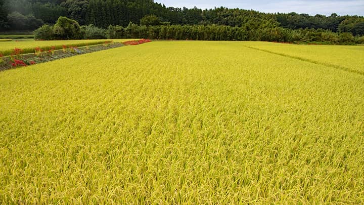早期栽培　「やや不良」－7月15日現在