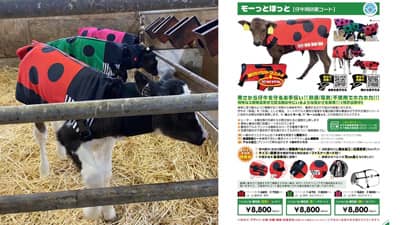 子牛用防寒コート「USIMOモーっとほっと」大寒波で注目　オオツキ