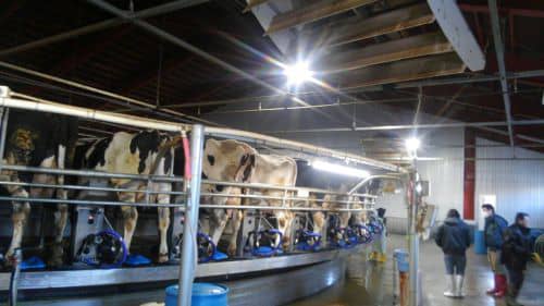 人と動物に優しい次亜塩素酸水溶液で感染防止　畜産施設の除菌作業を受付　ESI