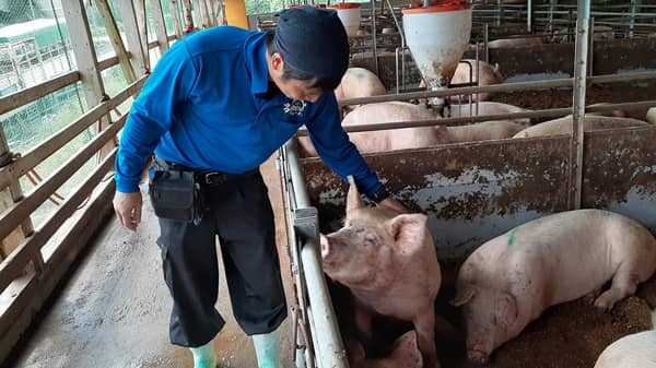 愛媛の大規模養豚農場で毎朝の巡回確認・毎月の棚卸作業が不要に「Milfee」で飼料残量を見える化