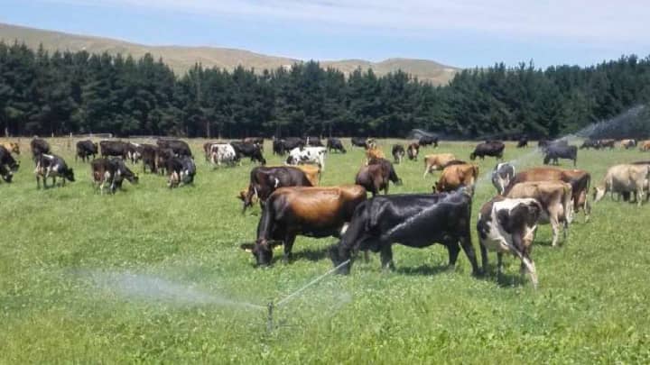 持続可能な「放牧」から学ぶセミナー実施　NZ北海道酪農協力プロジェクト