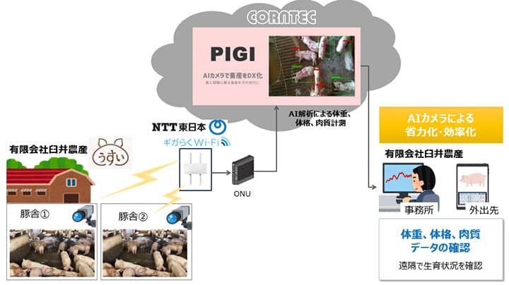 AIカメラ活用で養豚の体重・体格・肉質計測　実証実験開始　コーンテック