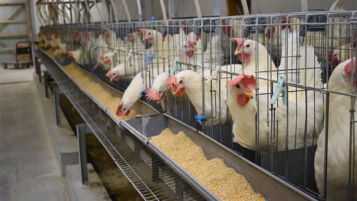 鶏のふん量低減飼料で特許取得　「小麦」使用が鍵－ＪＡ全農