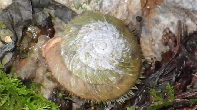 畜産の重要寄生虫　野外で初めてカタツムリから幼虫を発見　岐阜大学など発表