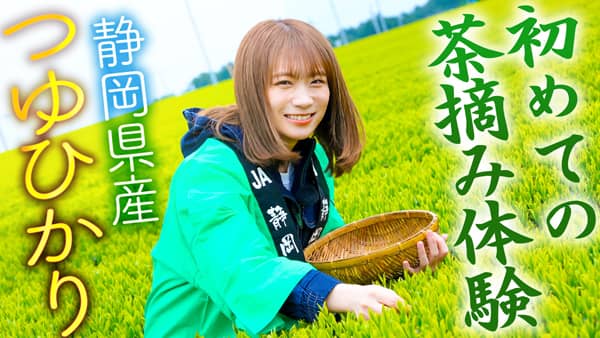 秋元真夏の「ゆるふわたいむ」静岡県で「つゆひかり」茶摘み体験　ＪＡタウン