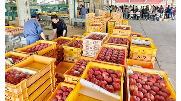 桃の名産地・韮崎市新府で出荷開始「はね桃」に大行列　ＪＡ梨北