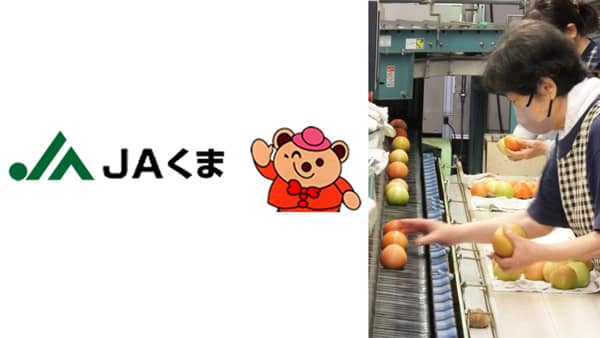 冬春トマトの出荷順調　総出荷量220トンを計画　ＪＡくま