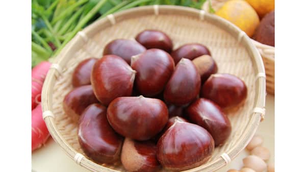 毎年大好評　兵庫・丹波の秋の味覚「丹波栗」予約販売開始　ＪＡタウン