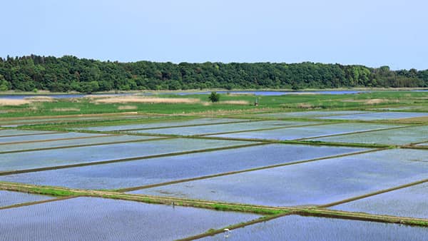 「令和の米騒動」と水田政策の未来　事後調整の必要とＪＡの機能　西川邦夫茨城大教授に聞く（2）
